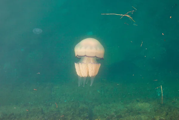 Jellyfish swimming underwater — Stock Photo, Image