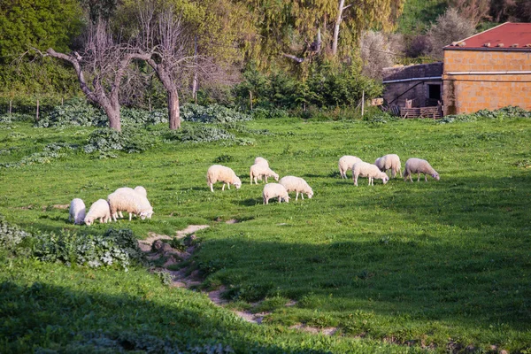 Manada de ovejas — Foto de Stock