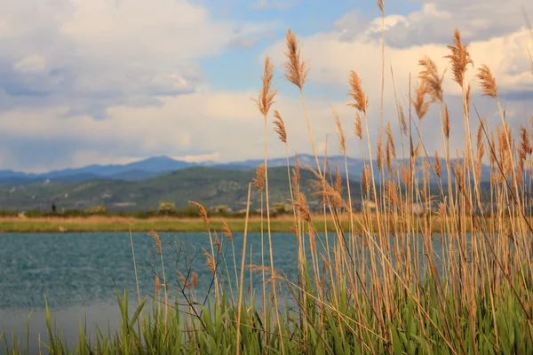 Naturreservatet av floden Isonzo — Stockfoto