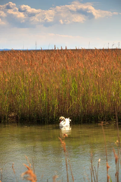 Cisne flotando en el río — Foto de Stock
