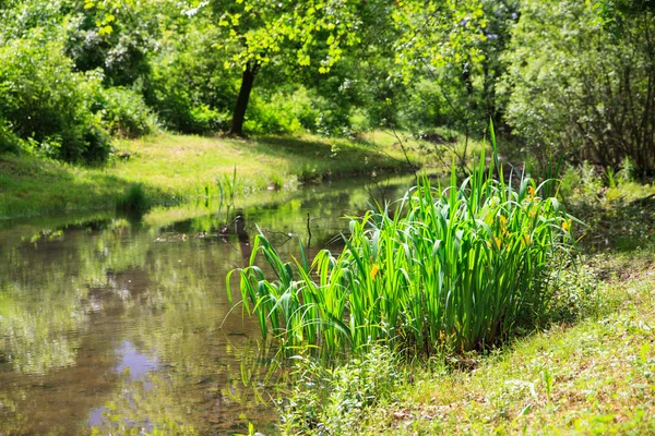 Río en el sitio de Livenza , — Foto de Stock