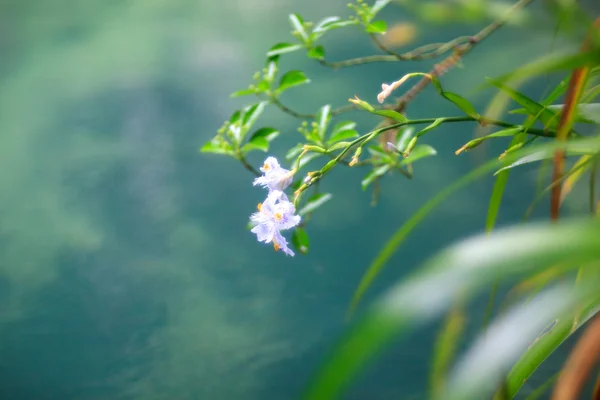 꽃들의 근접 사진 — 스톡 사진