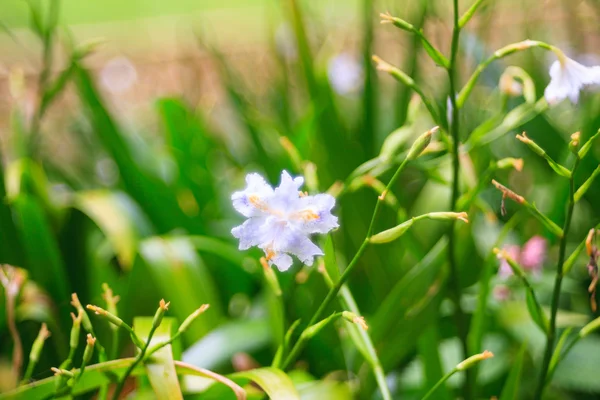 Primer plano de las flores —  Fotos de Stock