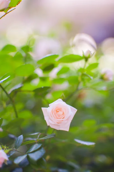 Вид на белую розу — стоковое фото