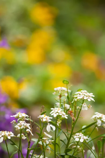 Primer plano de las flores — Foto de Stock