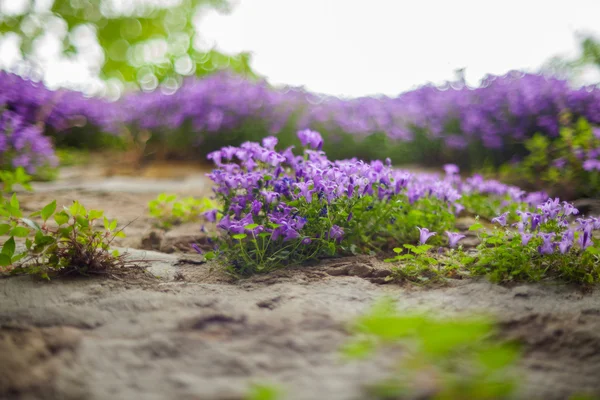 素敵な紫色の花 — ストック写真