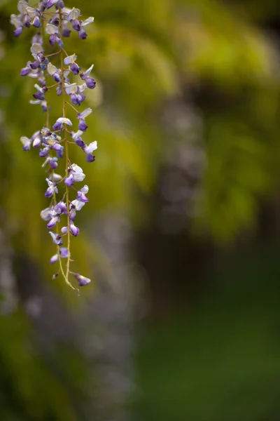 Wisteria flowers in the garden — Stock Photo, Image