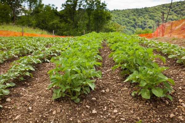 Vue du champ de pommes de terre — Photo