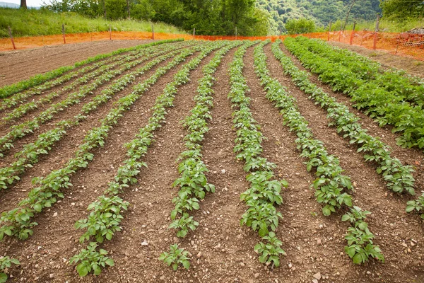 Vista del campo de patatas —  Fotos de Stock