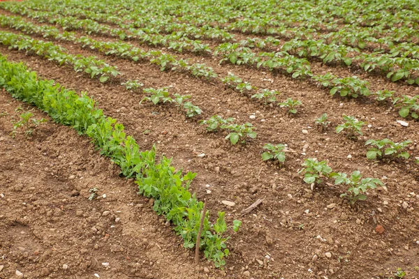 Vista del campo de patatas —  Fotos de Stock