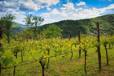 Üzüm bağları görünümünü 