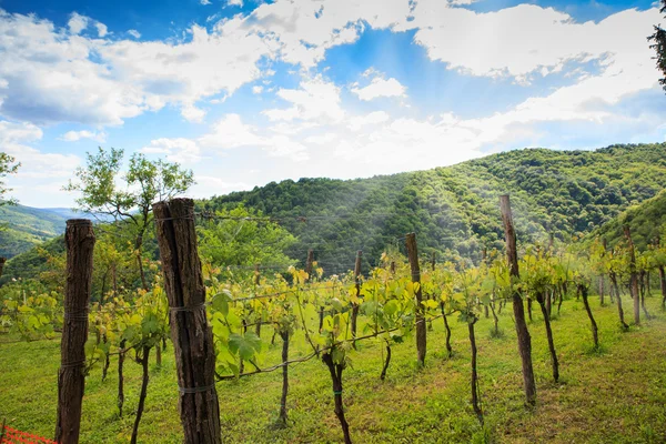 Vista de viñedos — Foto de Stock