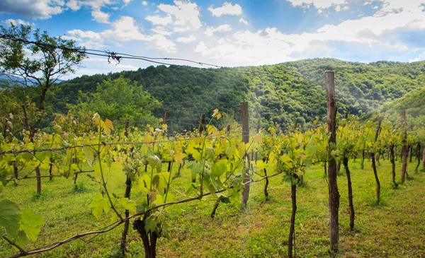 Vista das vinhas — Fotografia de Stock