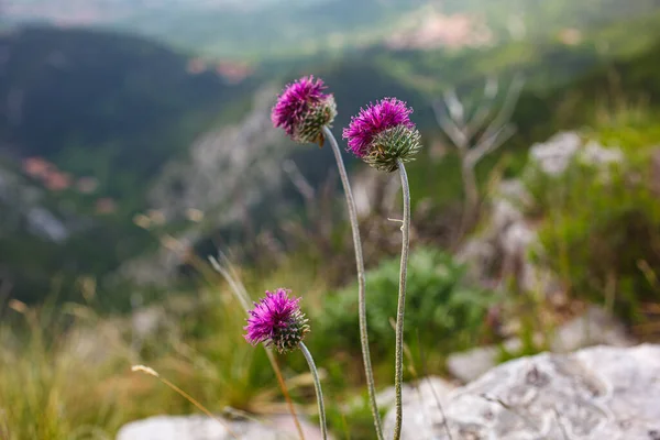 Lihat Bunga Jurinea Mollis Dalam Bahasa Italia Yang Disebut Cardo — Stok Foto