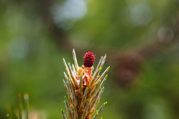 Close up of the female flower of the black pine or Austria pin