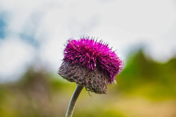 Primo Piano Del Fiore Jurinea Mollis Italiano Chiamato Cardo Del — Foto Stock