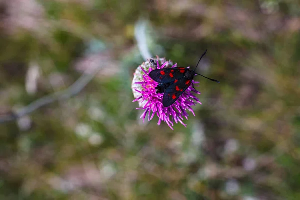 Uma Mariposa Colorida Família Zigenidi Flor Jurinea Mollis Temporada Primavera — Fotografia de Stock