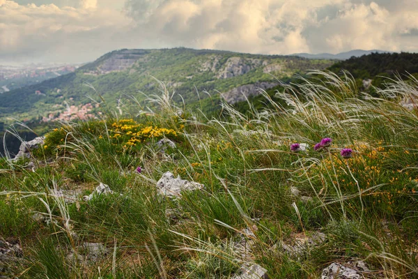 Pohled Divoké Květiny Monte Steně Údolí Rosandra Itálie — Stock fotografie