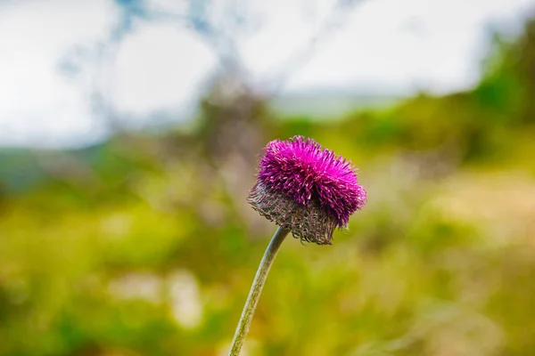 Close Jurinea Mollis Flower Italian Called Cardo Del Carso — Stock Photo, Image