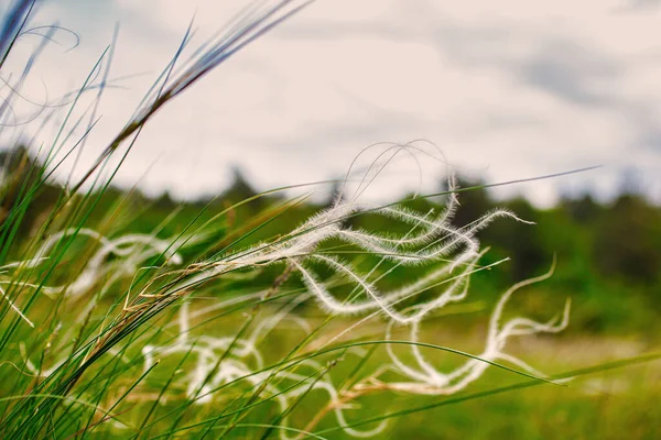意大利蒙特哥岛上的羽草或针草统称为矛草 — 图库照片