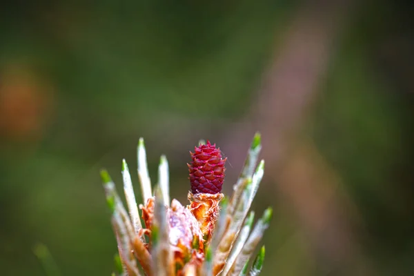 Close Female Flower Black Pine Austria Pin — Stock Photo, Image