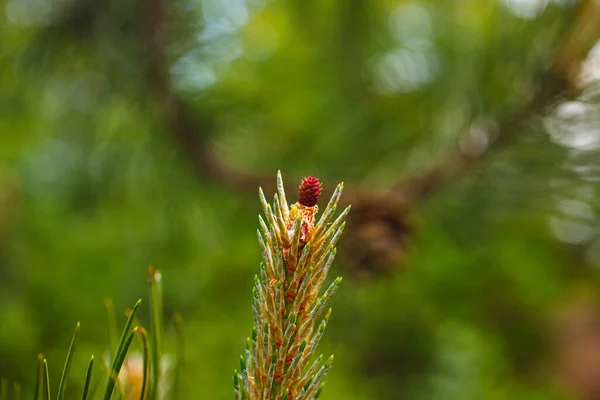 Close Female Flower Black Pine Austria Pin — Stock Photo, Image