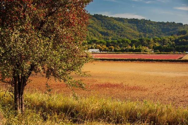 Blick Auf Den Weißdorn Voller Roter Beeren Naturpark Strunjan Slowenien — Stockfoto