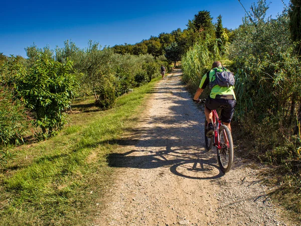 Ciclista Mountain Bike Montando Pista Campo Lado Sulco Azeitona Strunjan — Fotografia de Stock