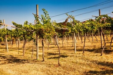 Yaz mevsiminde Trieste Karst 'taki İtalyan üzüm bağının manzarası.