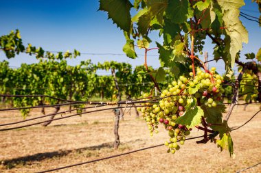 Yaz mevsiminde Trieste Karst 'taki İtalyan üzüm bağının manzarası.