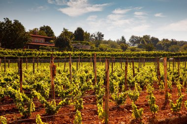 Yaz mevsiminde Trieste Karst 'taki İtalyan üzüm bağının manzarası.