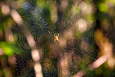 Çapraz örümcek, Avrupa bahçe örümceği, diyabet örümceği ya da örümcek ağındaki balkabağı örümceği olarak da bilinir. 