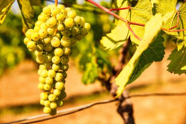Bir yaz günü İtalyan bağında sallanan bir demet beyaz üzüm. 