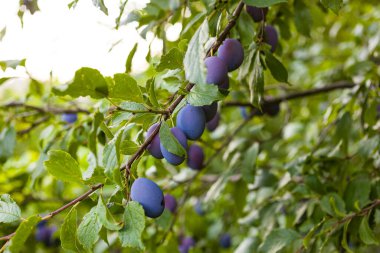 Meyve bahçesindeki ağaçta olgun eriklerin görüntüsü 