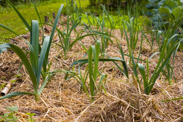 View of onion plants in the ground covered with straw mulch