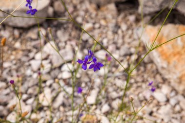 Yaz mevsiminde mor yabani çiçek manzarası