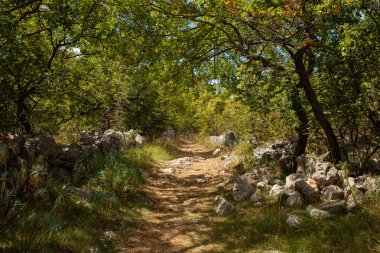 Hırvatistan 'ın kırsal kesimindeki manzaraya bak