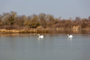 İtalya Valle Kanalı Novo 'nun Doğa Koruma Alanında Kuğu