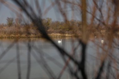 İtalya Valle Kanalı Novo 'nun doğa koruma alanındaki çalıların arasından bir kuğu görüntüsü