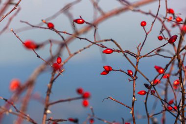 Bir dalda kırmızı gül üzümü, bulanık arkaplan
