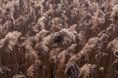 Rüzgarda savrulan sazlıklar olarak bilinen Phragmites australis manzarası.