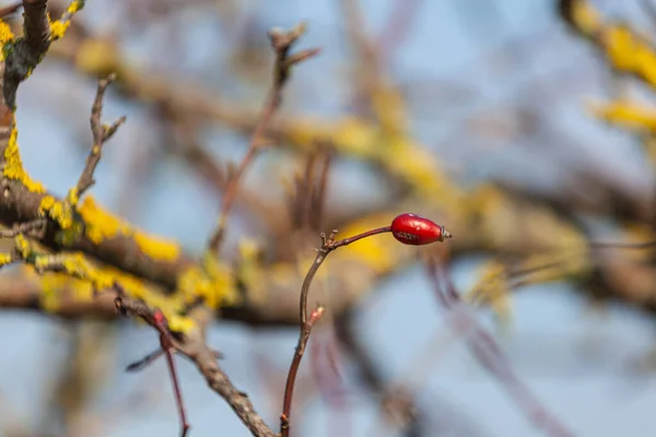 Rote Hagebuttenbeeren Auf Einem Zweig Verschwommener Hintergrund — Stockfoto