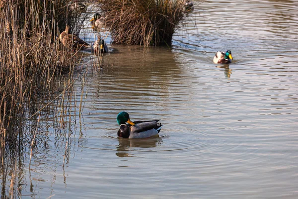 Uitzicht Mallards Lagune Van Marano Natuurreservaat Van Valle Canal Novo — Stockfoto