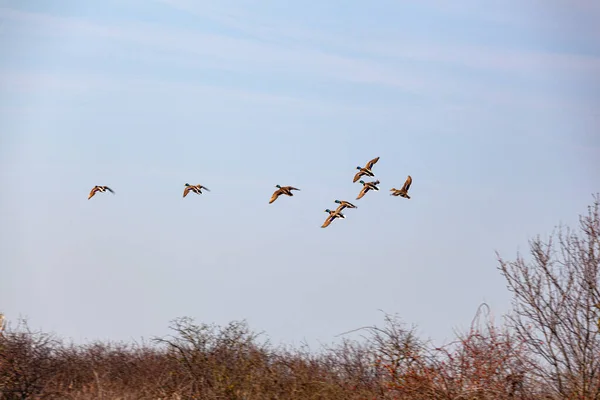 Gökyüzünde Uçan Mallard Ördeklerinin Manzarası Marano Gölü — Stok fotoğraf