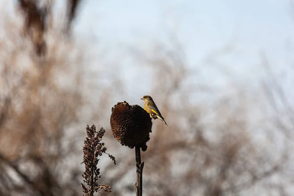 Európai Zöldpinty Vagy Egyszerűen Zöldpinty Chloris Chloris Egy Kis Passerine — Stock Fotó