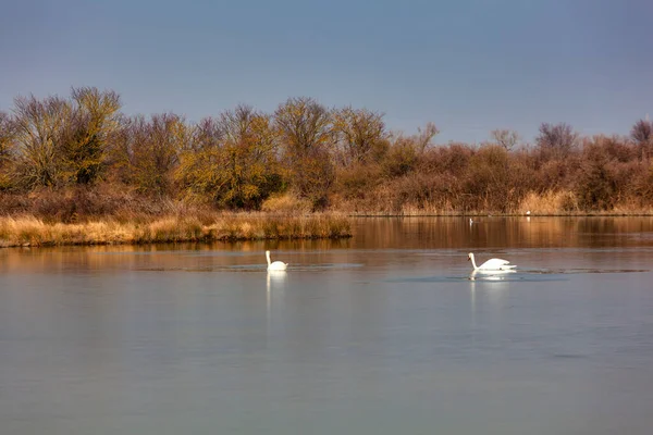 Cisne Reserva Natural Valle Canal Novo Italia —  Fotos de Stock