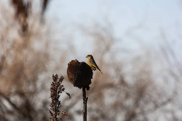 산그린 European Greenfinch 간단히 Chloris Chloris 피리새 속하는 바닷새이다 — 스톡 사진