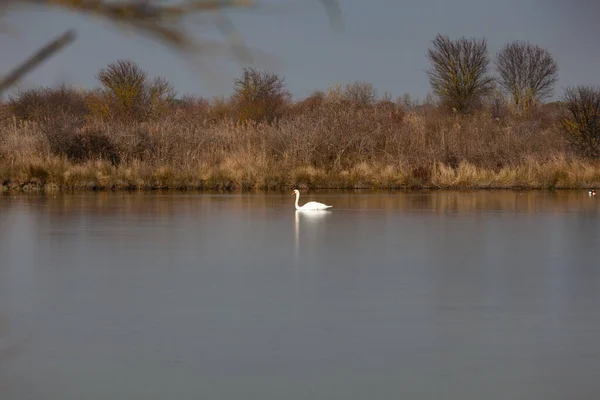 Labuť Přírodní Rezervaci Valle Canal Novo Itálie — Stock fotografie