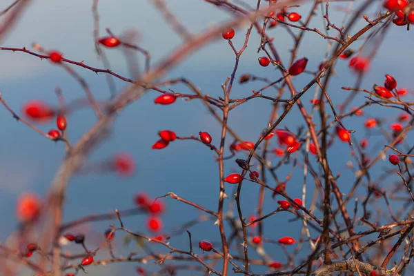 Rote Hagebuttenbeeren Auf Einem Zweig Verschwommener Hintergrund — Stockfoto