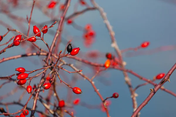 枝に赤いバラの果実 背景がぼやけている — ストック写真